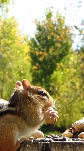 Eastern chipmunk takes two peanuts in the autumn sunshine