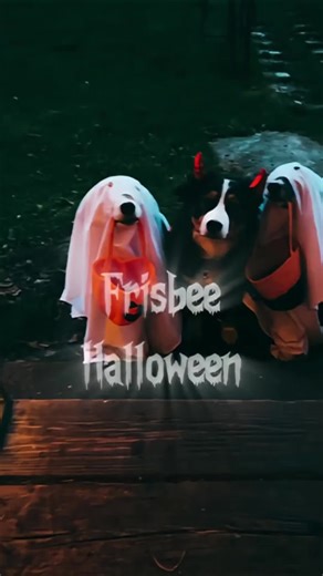 Dog Frisbee Tricks for Halloween Fun