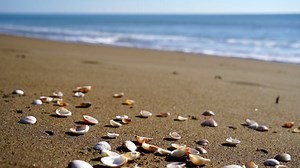 Beach, Sand, Sea Shells. Free Stock Video