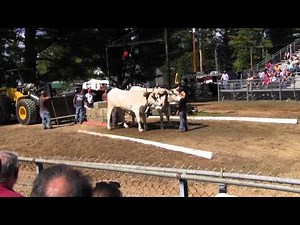 Ox Pull 2013 Deerfield Fair Oxen NH Pulling Video 7