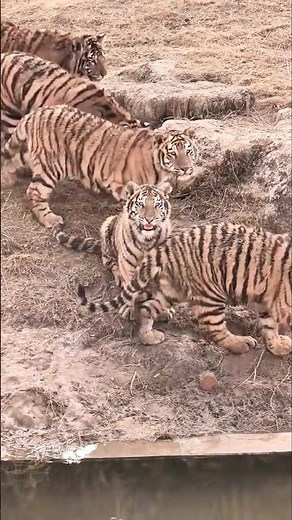Tiger Cubs Trying to Roar Will Melt Your Heart 🐯 #cuteanimals #wildlife