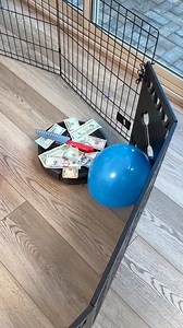 389K views · 804 reactions | Holiday Game Idea  Balloons vs Roomba  This video was produced by Network Media and Getti | Rick Lax | Facebook