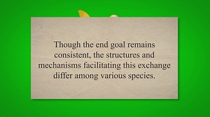 Structure and Function of Respiratory Organs in Humans Insects and Birds