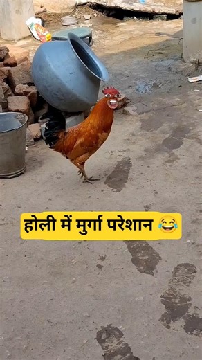 होली में मुर्गा परेशान 😂#shorts #shortvideo #viral #ytshorts #comedy #funnypets #funny