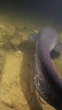 Why Two Giant Catfish Went Rogue at a German Lake #wildfacts #animalfacts