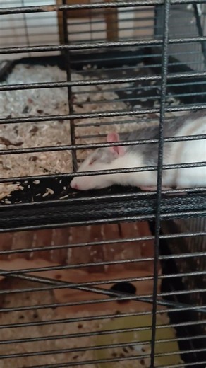 Eine Husky Ratte im Sommer 😅 #ratten #haustiere #funnyrats