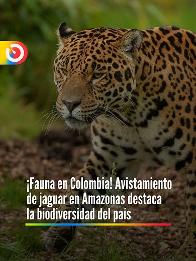 #Viral ¡Biodiversidad que impresiona! Un jaguar fue captado en La Pedrera, Amazonas, en un registro que ha llamado la atención por la riqueza natural del país. El avistamiento resalta la importancia de proteger estos ecosistemas y las especies que los habitan. El video continúa circulando en redes sociales. Video tomado de RedesSociales. #Amazonas #Jaguar #Biodiversidad #Colombia #MedioAmbiente