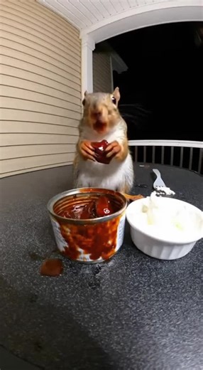 Naughty squirrel makes a challenge to eat hot sauce but 😂😂🐿️🌶️ #squirrel #animals #viral #ai #sora2