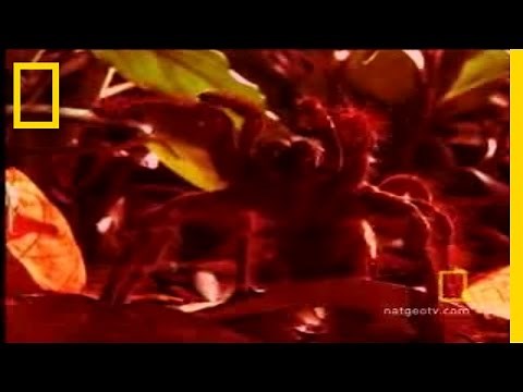 Survival Guide: Tarantula | National Geographic