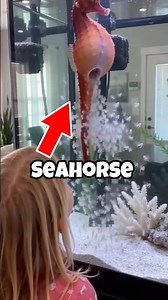 Male Seahorses Can Get Pregnant… And This One Gave Birth to THOUSANDS 😳