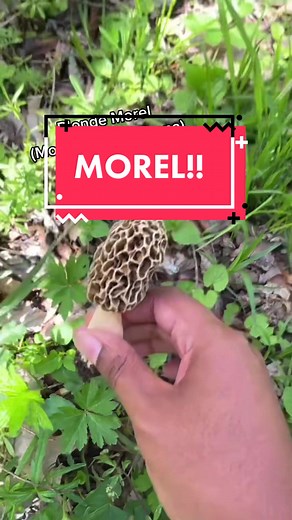 BEST (and easiest) way to prepare morels in my humble opinion!! #morel #foraging