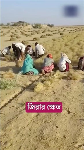 ফসলের উপর কেন পাথর রাখে তারা