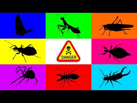 Insect: Leaf Insect, Flower Mantis, Earwig, Whip Scorpion, Moth, Tarantula, Centipede, Grasshopper