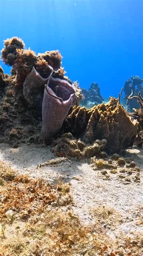 85K views · 3.3K reactions | Meet the bandtail pufferfish. They are...