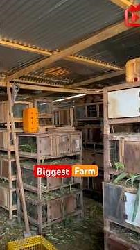 Inside the Biggest Grasscutter Farm in Ghana #farming #agriculture #grasscutter #foryou #shortsvideo