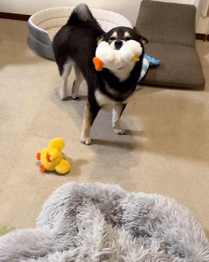 豆柴すみすみ on Instagram: "ウオオオオォ🪿 #豆柴すみすみ #3歳 #柴犬 #黒柴 #柴 #shiba #shibainu #dog #ドギボ #お風呂上がりの歓迎"