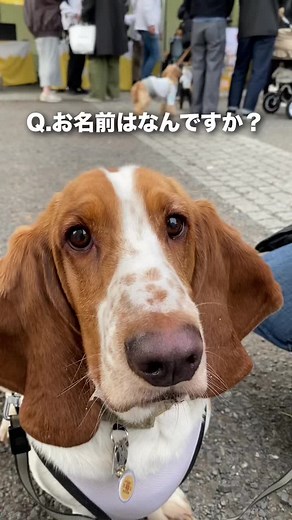 バセットハウンドのインタビューと可愛さ
