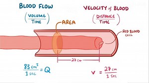 Video: Blood pressure, blood flow, and resistance - Video Explanation! | Osmosis | Osmosis