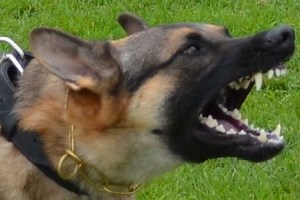 Failed Gun Store Robbery With a Surprising Twist