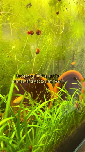 Starting a Planted Tank with the Walstad Method