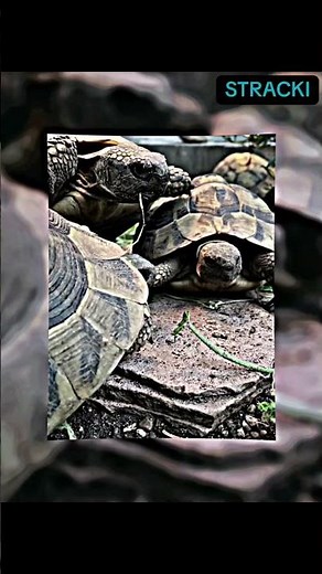 Griechische Landschildkröten - die Pyramide