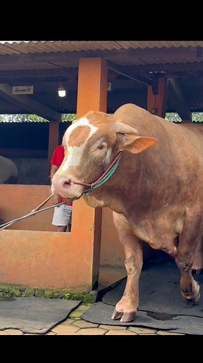 54K views · 945 reactions | Sapi raksasa HADRA MAUT #sapi #cow #bull | Revan Dolan Kandang | Facebook