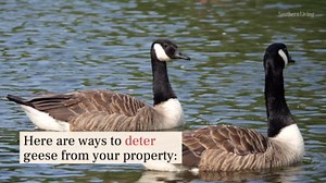 How To Get Rid Of Geese, According To An Expert