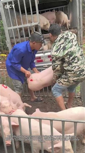 Genius Pig Loading Hack! 🐷 How to Move Pigs Without Stress or Injury