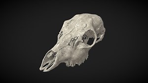 Deer Skull - Download Free 3D model by danny_p3d (@dannyp_3d)