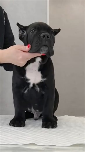 Up For Adoption ‼️🥰 Follow Marcus Cane Corso Puppies For Adoption to see more photos, updates, and helpful care tips! ❤️ #canecorso #corso #puppy #puppies #puppylove #dog #doglover #dogs #dogstagram #rottweiler #dobermann #presacanario #gsd #mastiff #mastiffpuppy #italianmastiff #bodybuilding #fitness #motivation #fitnesmotivation #americanbully #training #canecorsoofinstagram #canecorsolove #canecorsofans | Marcus Cane Corso Puppies For Adoption