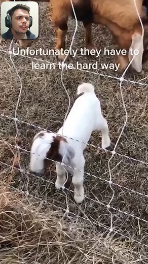 53K views · 966 reactions | Animals VS Electric fence shock LOL 藍⚡️#electricfence #funnyanimals #funnymoments | Eletric FENCE | Facebook