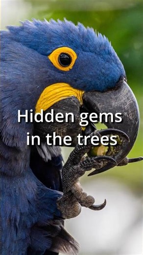 Wildlife Is Everywhere in Bonito | Brazil