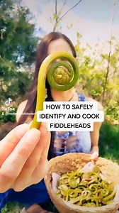 Follow up post on fiddlehead identification and preparation🌿 | HealthPrimitive