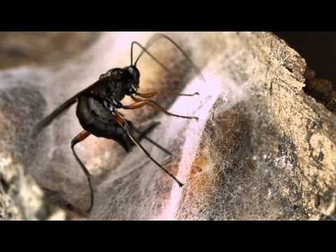 Parasitic wasp attacking moth pupa (Ichneumonidae)