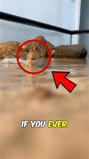 A Fish That Walks on Land?! 😲🐟