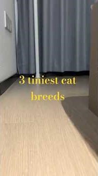 3 tiniest cat breeds.#singapuracat#cornishrex#munchkincat#catsfacts
