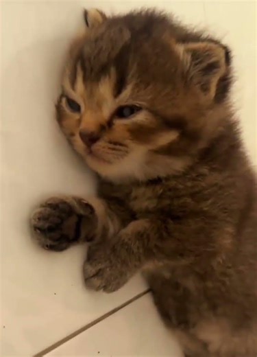 #shortsfeed #trendingshorts #travel #love #funny #tiktok #shortsviral #funnyvideo