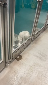 2.7K views · 129 reactions | Dogs are in dire need - Here's how to...