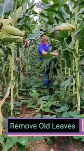 25 reactions · 8 comments | Corn Farming Techniques #fyp #farming #sorotan #jangkauan | Riff | Facebook