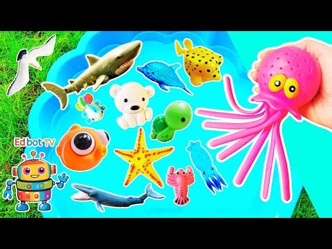 Sea Animal Names & Facts for Kids to Learn with Toys: Great White Shark Clownfish Jellyfish