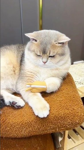 🐱🐱🐱The cat's scissors pose has arrived! Give it a thumbs-up! #cat #petsrule #catdance