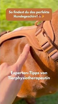 Tipps für das perfekte Hundegeschirr! 🐾