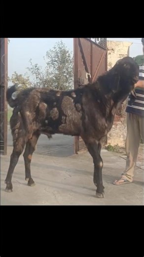 sultan ⛳#bakra #punjab #beetalgoats #gotfarming