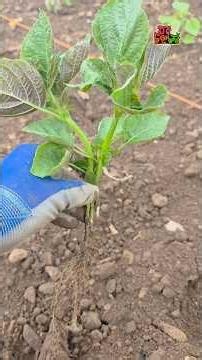 Planting Perilla #Perilla #PlantingPerilla #PerillaOilFarm