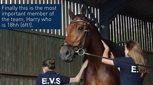 Strength, stamina and flexibility! 🐎🤸 We caught up with some members of the English Vaulting Squad to find out how they train. | British Equestrian