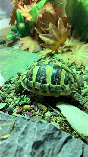 Frankie #music #edit #turtle #turtlewatching #musicartist #cute #turtleclub #musician #tortoise