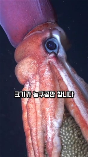 대왕오징어가 150배 거대 천적을 피하는 진짜 생존법 🦑