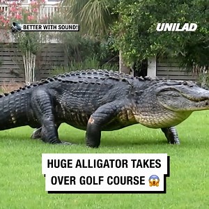 That's one big gator 😳 🐊 | UNILAD
