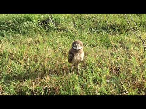 Burrowing Owl - Rattle Snake Call
