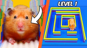 96K views · 2.2K reactions | I built a LEGO MAZE for a HAMSTER - TD Bricks Join group: https://www.facebook.com/groups/1122753545702648 | TD Bricks FANS | Facebook